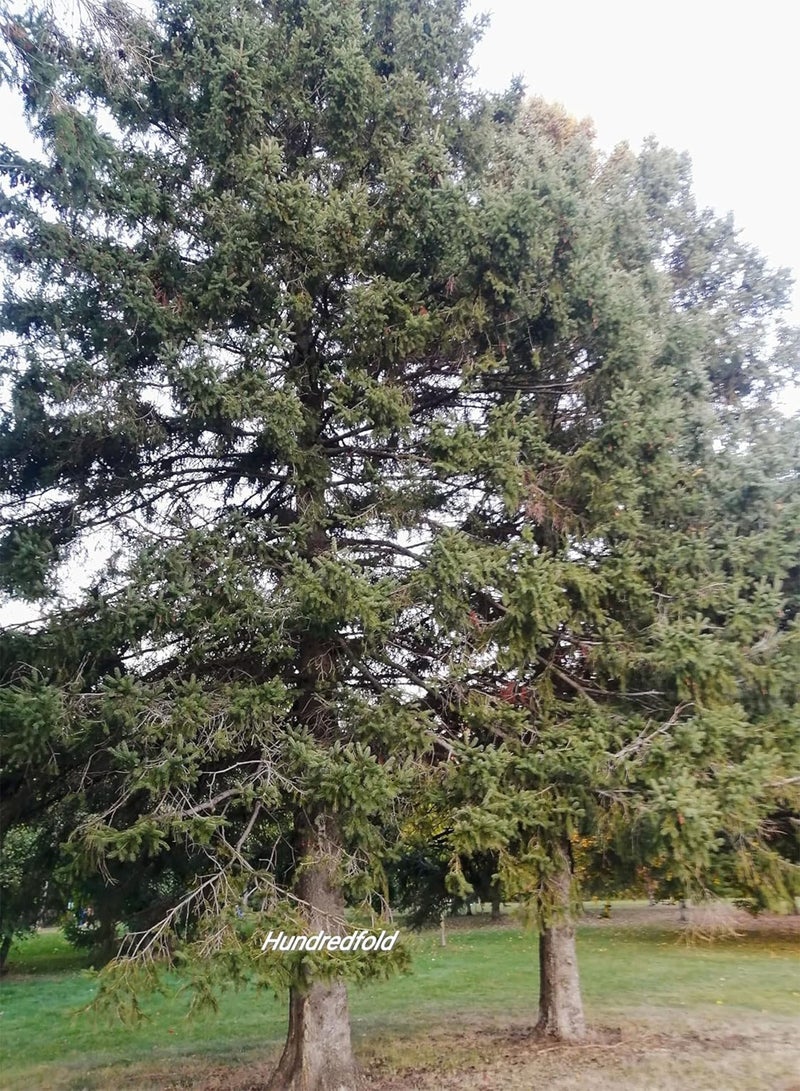 GGOOT White Spruce 30 Seeds – Picea glauca Canada Native Tree, Evergreen Conifer, Grown for Christmas Trees, Bonsai Houseplant, Privacy Screen & Windbreak  - Image 4