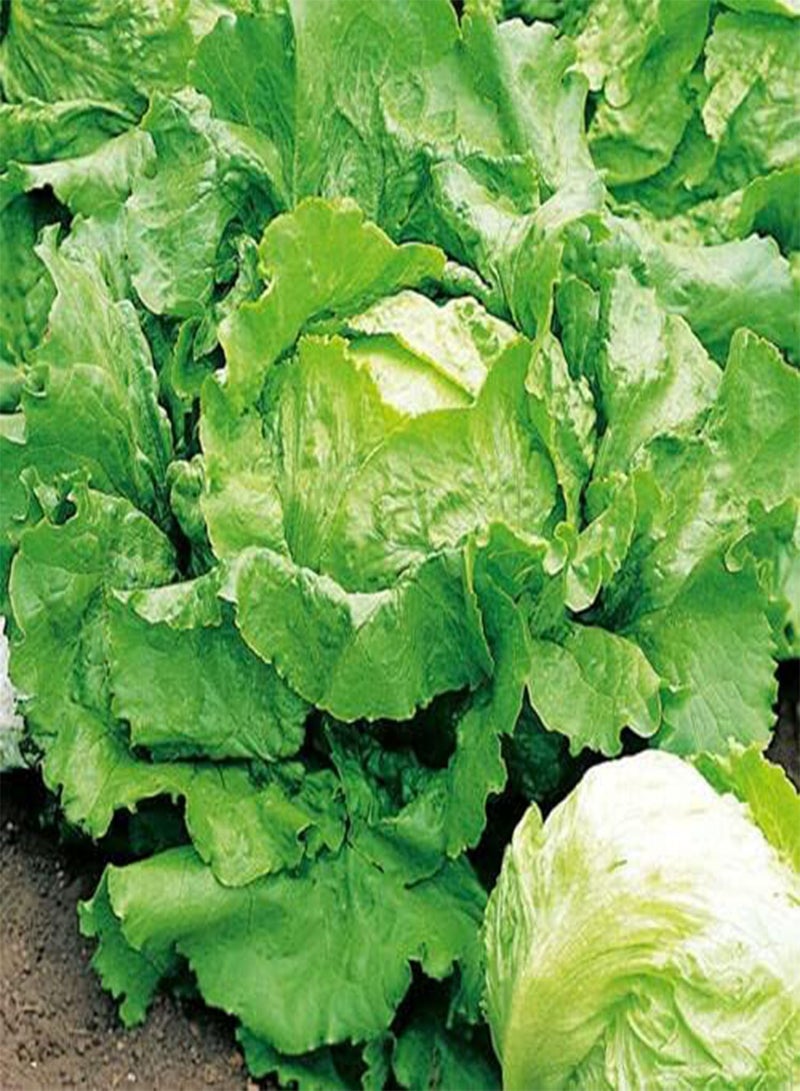 GGOOT Vegetable - Lettuce Webbs Wonderful (Iceberg/Crisphead) 100 Seeds - - Image 2