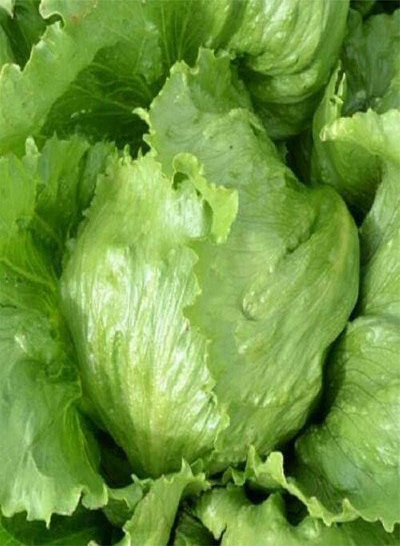 GGOOT Vegetable - Lettuce Webbs Wonderful (Iceberg/Crisphead) 100 Seeds - - Image 1