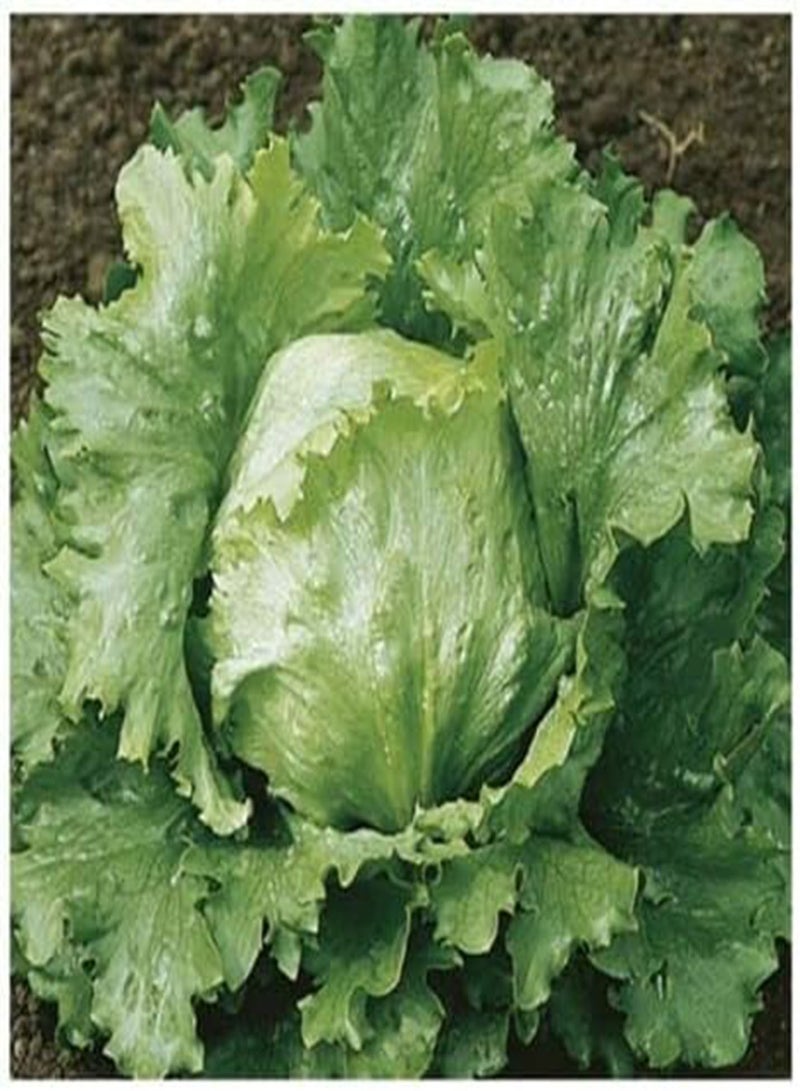 GGOOT Vegetable - Lettuce Webbs Wonderful (Iceberg/Crisphead) 100 Seeds - - Image 3
