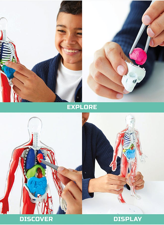 Discovery Mindblown Human Anatomy Kit STEM Toys for 8+ Years  - Image 4