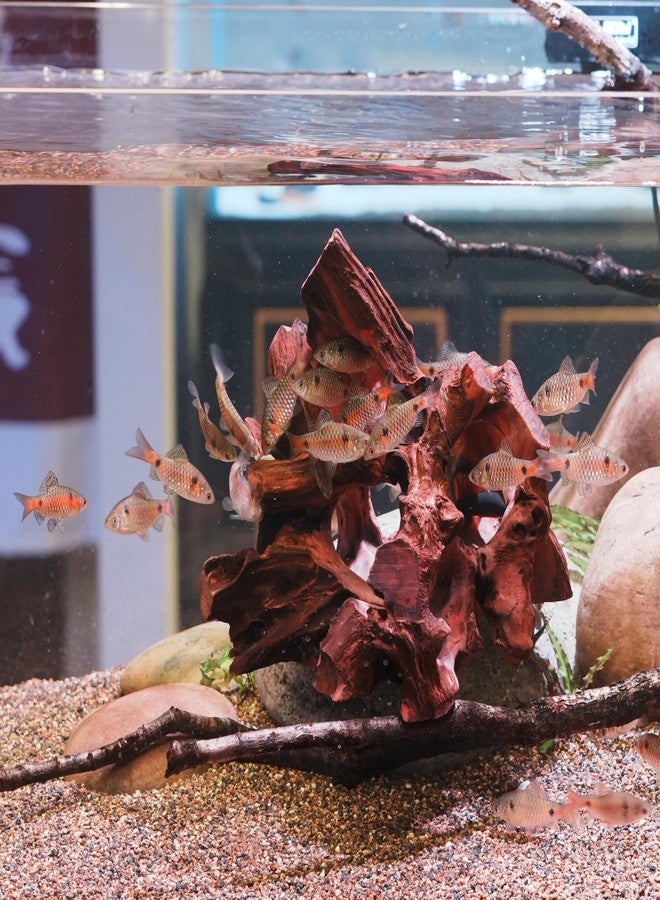 redfeiyang Natural Wood Aquarium Cave Betta Fish Hideout for Aquarium Fish Tank Decorations-Reptile Hide-Snake Hide-Cave for Cichlids Habitat Shelter for Crayfish Shrimp and Other Aquatic Pets 9-11.8" - Image 5