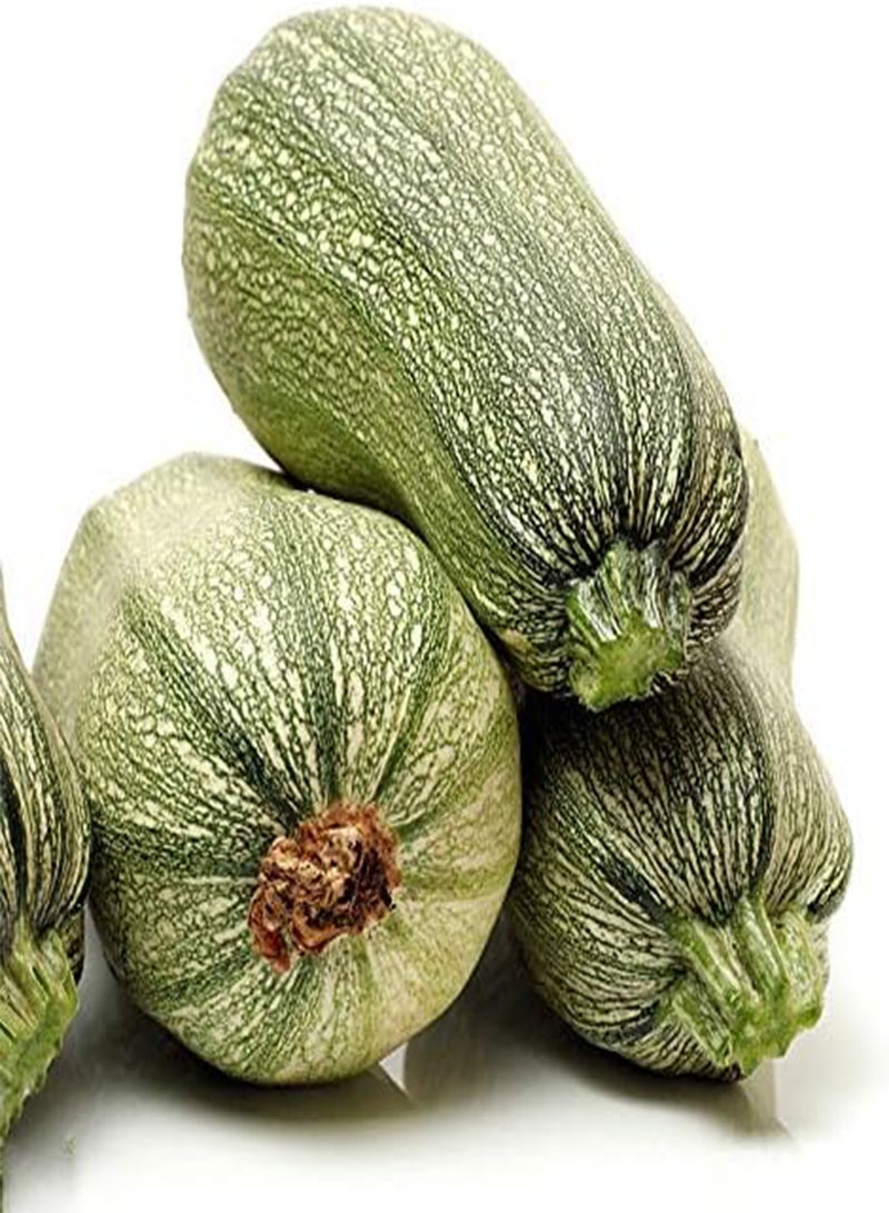 GGOOT 20Pcs Zucchini Seeds Unique Variety Dark Stripes Year-Round Harvest of Vegetables Simple Planting Does Not Require Much Care Gardening Landscape Heirloom Crop Seed - Image 2