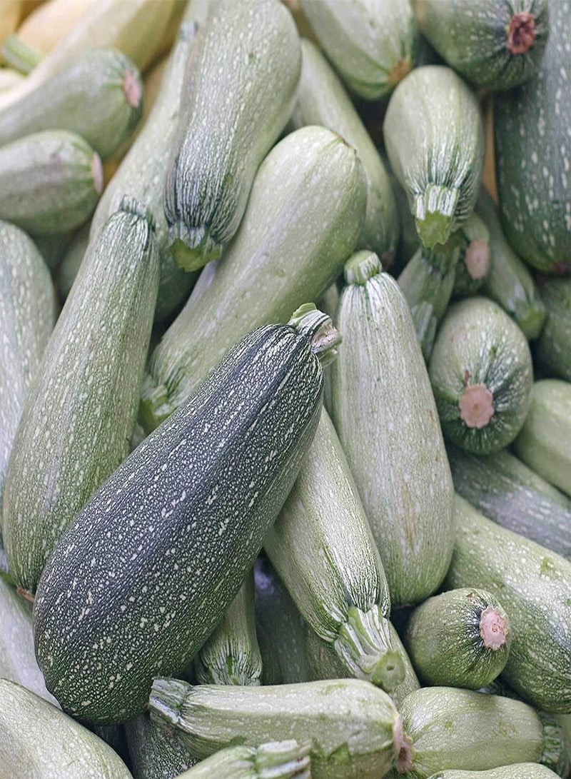 GGOOT 20Pcs Zucchini Seeds Unique Variety Dark Stripes Year-Round Harvest of Vegetables Simple Planting Does Not Require Much Care Gardening Landscape Heirloom Crop Seed - Image 1