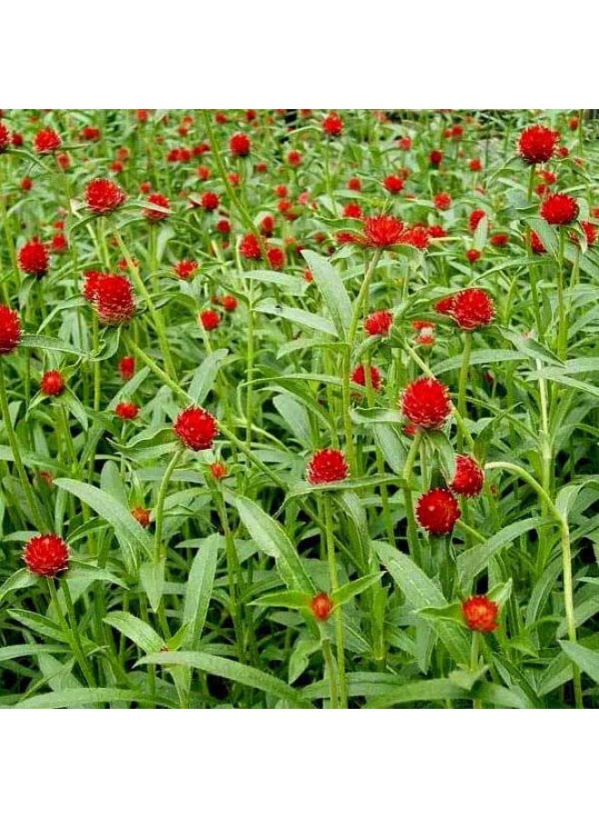 Gomphrena Haageana Strawberry Flower Seeds