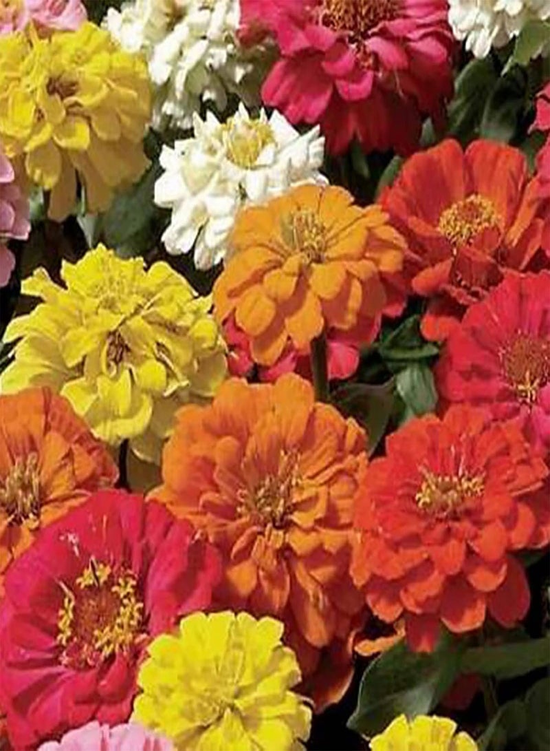 جي جوت 100 قطعة/مجموعة بذور زينيا إليجانس جورجية منخفضة الدهون عالية الإنتاج للزراعة في الحديقة - مزيج من الألوان - Image 4