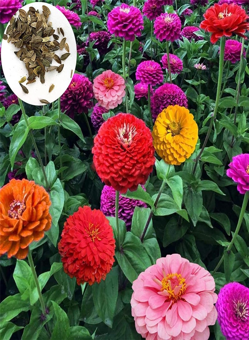 جي جوت 100 قطعة/مجموعة بذور زينيا إليجانس جورجية منخفضة الدهون عالية الإنتاج للزراعة في الحديقة - مزيج من الألوان - Image 2