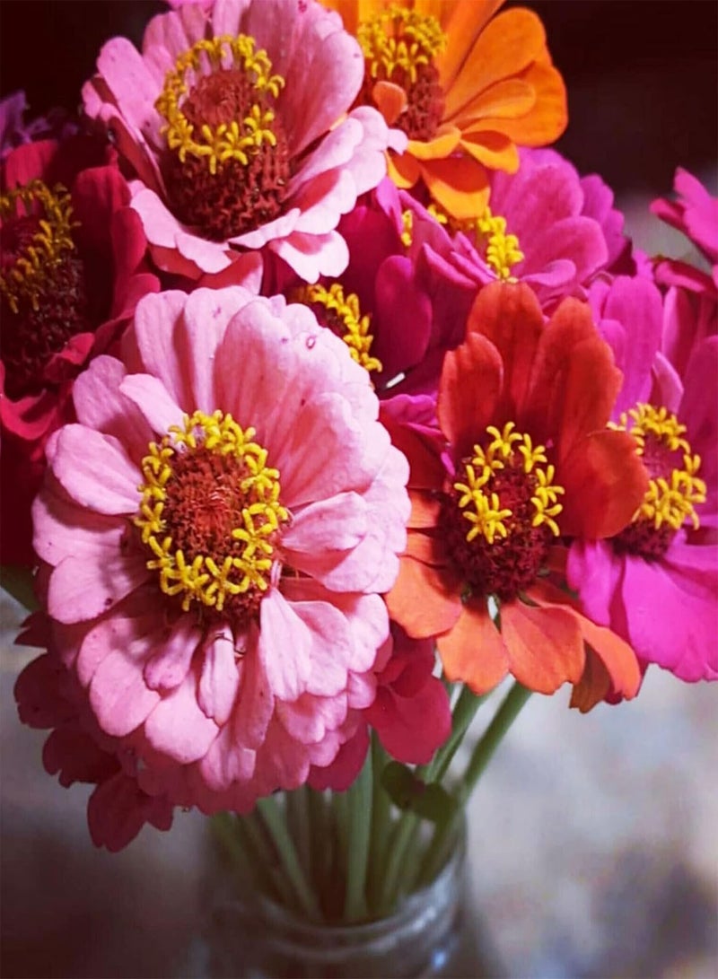 جي جوت 100 قطعة/مجموعة بذور زينيا إليجانس جورجية منخفضة الدهون عالية الإنتاج للزراعة في الحديقة - مزيج من الألوان - Image 5