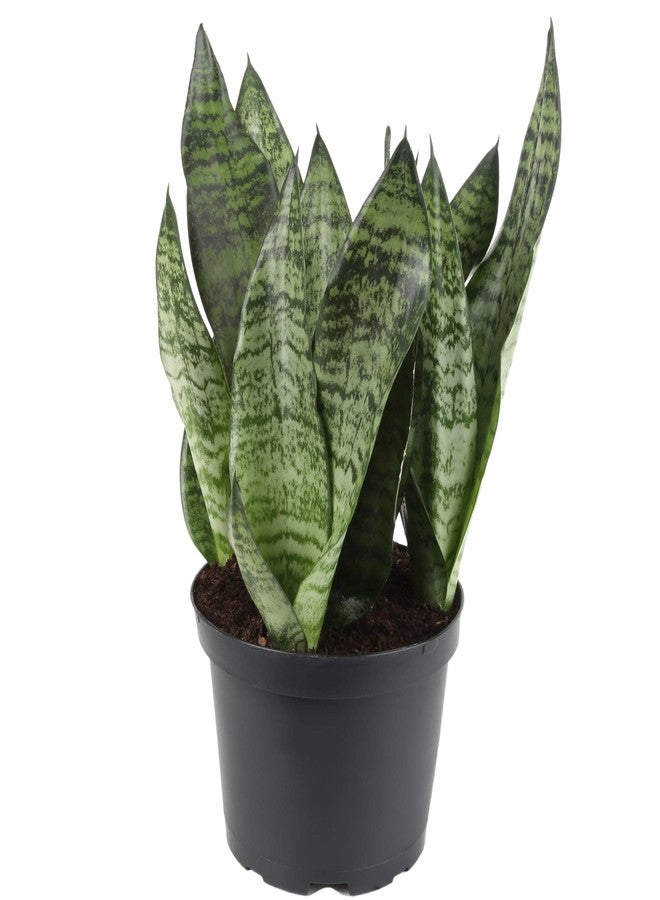 GARDENERA Premium Snake Plant Potting Soil Mix, Green Sansevieria Trifascatia Zeylanica Plants, Plant or Re-Pot Your Snake Plant - (1 Quart Bag) - Image 2