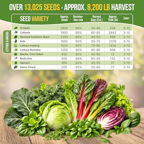 Organo Republic 10 Lettuce & Salad Greens Seeds Variety Pack 13000+ Non-GMO Heirloom Lettuce Seeds for Planting Indoors & Outdoors Garden, Hydroponics - Arugula, Radicchio, Kale, Spinach, Swiss Chard - Image 4