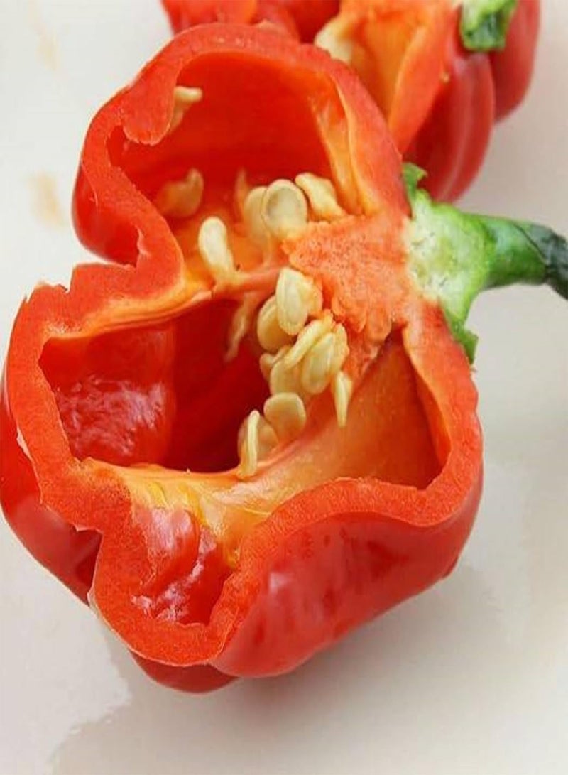 جي جوت بذور الفلفل الحار Capsicum Chinense لزراعة فلفل Habanero التراثي 50 بذرة فلفل أحمر خضروات رائعة التتبيل بنكهة فريدة من نوعها، فلفل حار للغاية، بذور فلفل Datil - Image 5