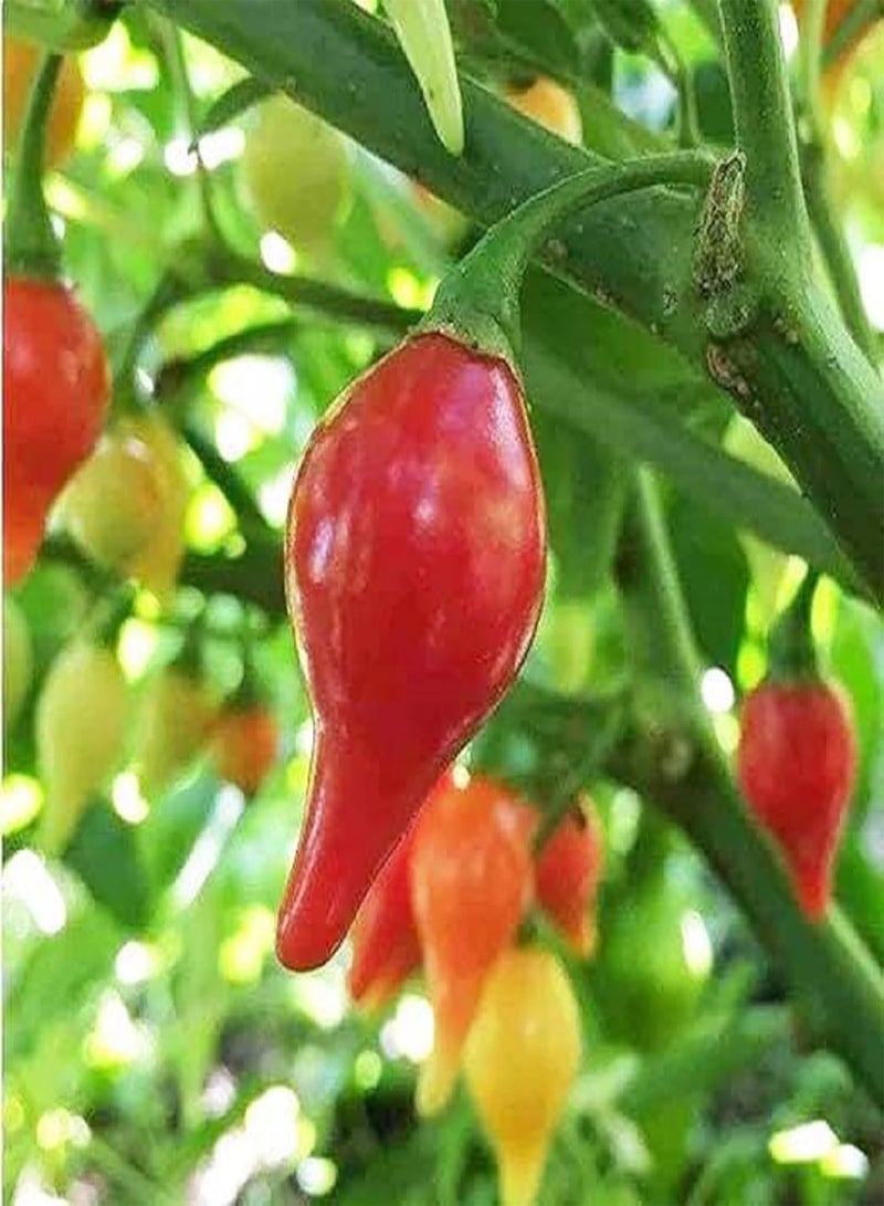 جي جوت بذور الفلفل الحار Capsicum Chinense لزراعة فلفل Habanero التراثي 50 بذرة فلفل أحمر خضروات رائعة التتبيل بنكهة فريدة من نوعها، فلفل حار للغاية، بذور فلفل Datil - Image 2