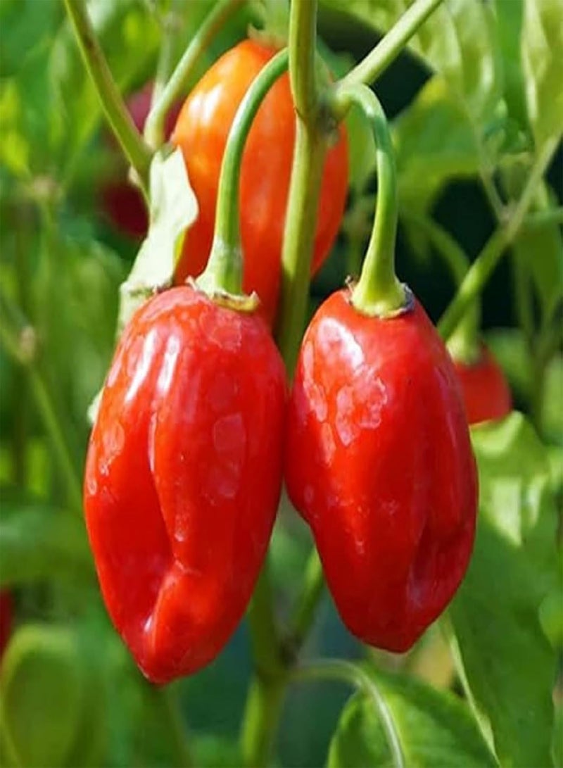 جي جوت بذور الفلفل الحار Capsicum Chinense لزراعة فلفل Habanero التراثي 50 بذرة فلفل أحمر خضروات رائعة التتبيل بنكهة فريدة من نوعها، فلفل حار للغاية، بذور فلفل Datil - Image 3