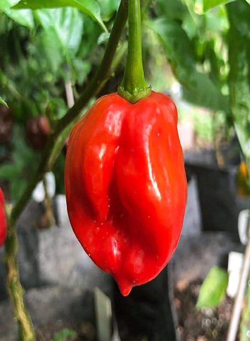 جي جوت بذور الفلفل الحار Capsicum Chinense لزراعة فلفل Habanero التراثي 50 بذرة فلفل أحمر خضروات رائعة التتبيل بنكهة فريدة من نوعها، فلفل حار للغاية، بذور فلفل Datil - Image 4