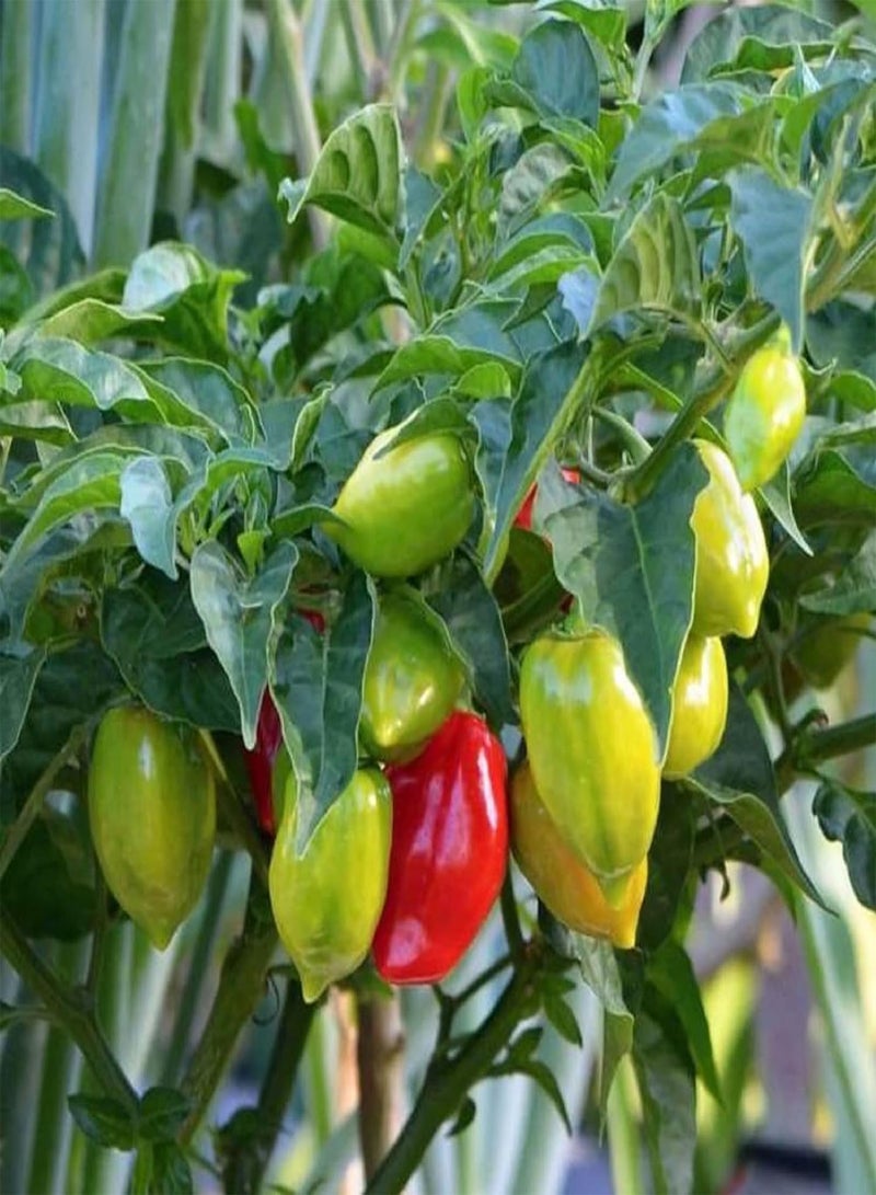 جي جوت بذور الفلفل الحار Capsicum Chinense لزراعة فلفل Habanero التراثي 50 بذرة فلفل أحمر خضروات رائعة التتبيل بنكهة فريدة من نوعها، فلفل حار للغاية، بذور فلفل Datil - Image 1
