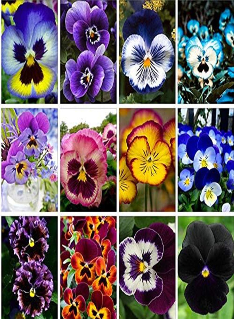 GGOOT New 100 Pcs Pansy Flower Seeds for Gardening Light Pink Violet - Image 2