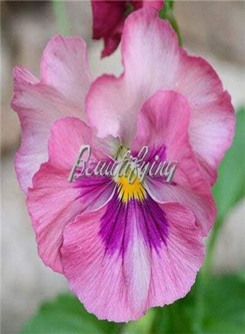 GGOOT New 100 Pcs Pansy Flower Seeds for Gardening Light Pink Violet - Image 1