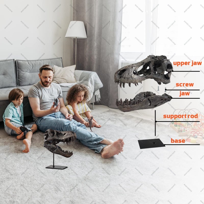pombconw T Rex Skull, Dinosaur Statue Resin Dinosaur Skull Fossil Replica Skeleton Sculptures,Decorative Ornaments for Office Desktop Cabinets Home Kids Adults - Image 4