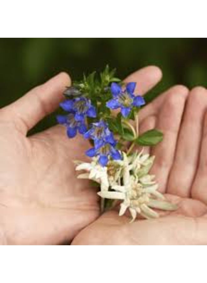 Weleda Blue Gentian And Edelweiss Redensifying Eye And Lip Contour 10ml - Image 3