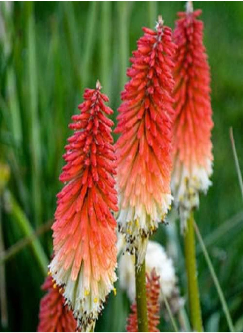 GGOOT 25 High Roller Torch Lily Hot Poker Flower Seeds Perennial Seed  - Image 2
