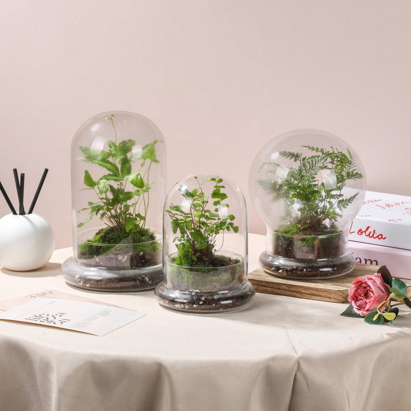 WHJY 6 inches Glass Cloche for Indoor Plants Small Terrarium Glass Cloche with Base Mini Cloche Dome with Base for Display Home Decor - Image 5