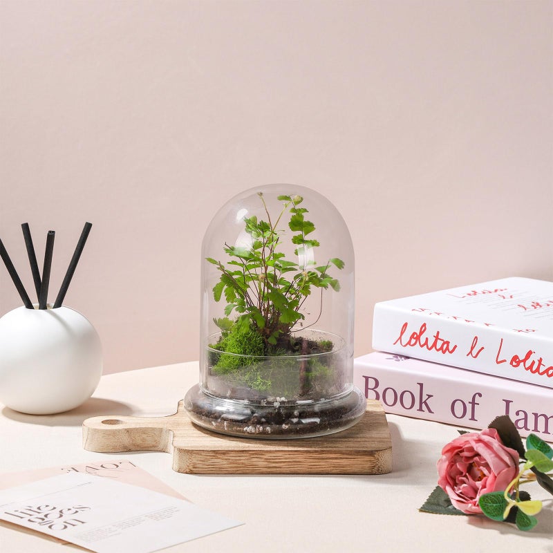 WHJY 6 inches Glass Cloche for Indoor Plants Small Terrarium Glass Cloche with Base Mini Cloche Dome with Base for Display Home Decor - Image 3