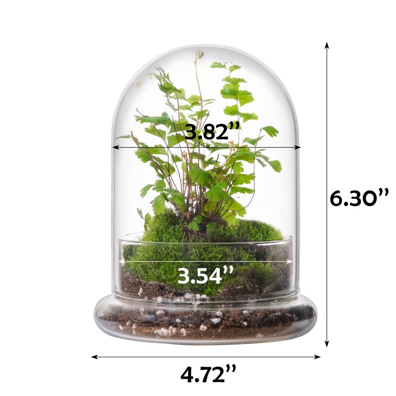 WHJY 6 inches Glass Cloche for Indoor Plants Small Terrarium Glass Cloche with Base Mini Cloche Dome with Base for Display Home Decor - Image 2