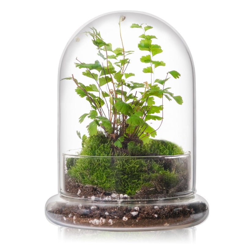 WHJY 6 inches Glass Cloche for Indoor Plants Small Terrarium Glass Cloche with Base Mini Cloche Dome with Base for Display Home Decor - Image 1