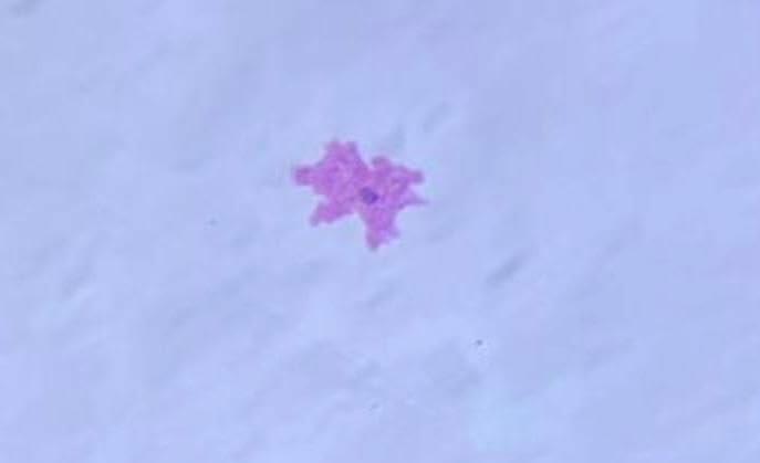 Generic Microscope slides for school level