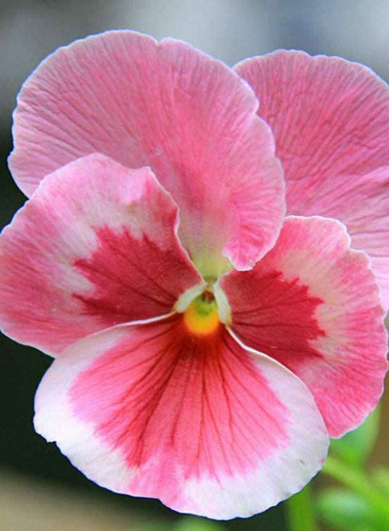 GGOOT 100Pcs Pink Cute Pansy Seeds, Garden Potted Garden Decoration Cut Flowers, Year-Round Flowering Plants, Stunning Colors, Perennial Flowers 