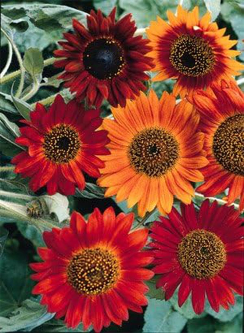 GGOOT Helianthus Earthwalker 250 Seeds