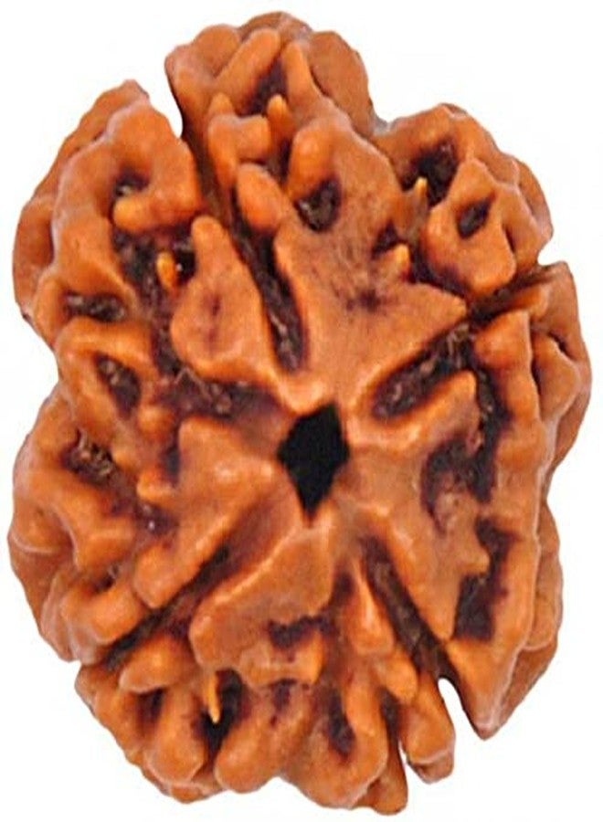 4-Mukhi Nepal Rudraksha Certified (Matured Beads) 20-25 mm - Image 1