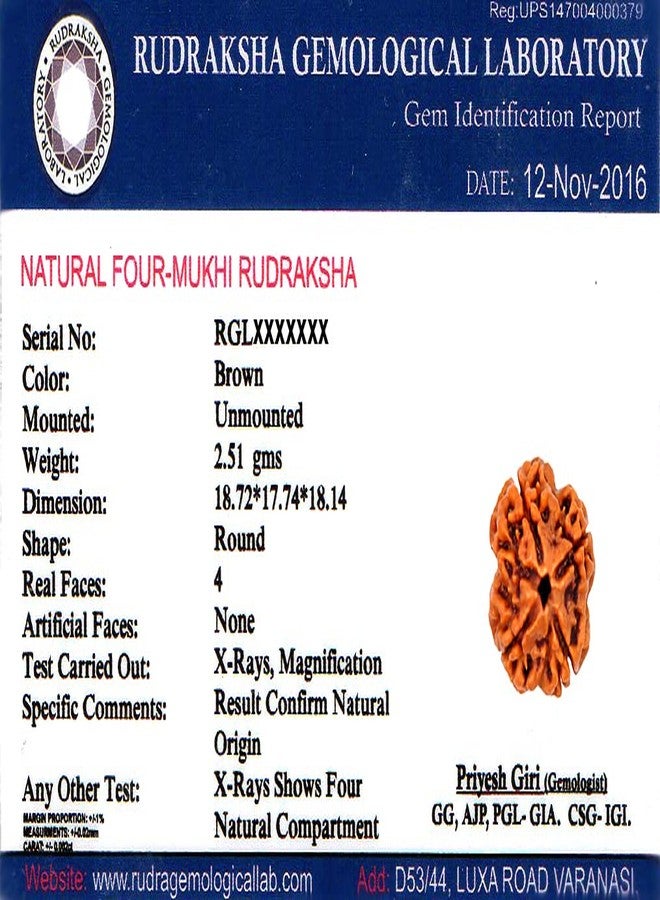 4-Mukhi Nepal Rudraksha Certified (Matured Beads) 20-25 mm - Image 2
