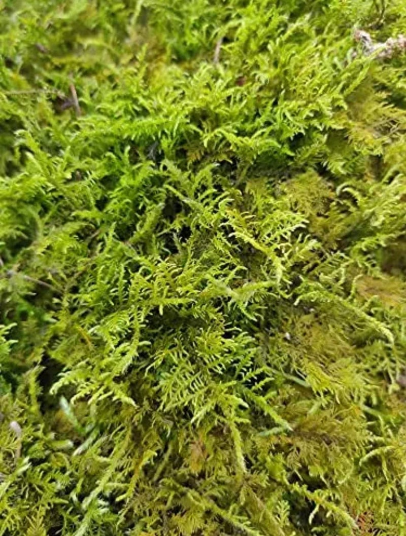 UGANIO PLANT Natural Dried Moss Grass Preserved for Pots with The Nice Green Appearance for Home and Garden 200Gram