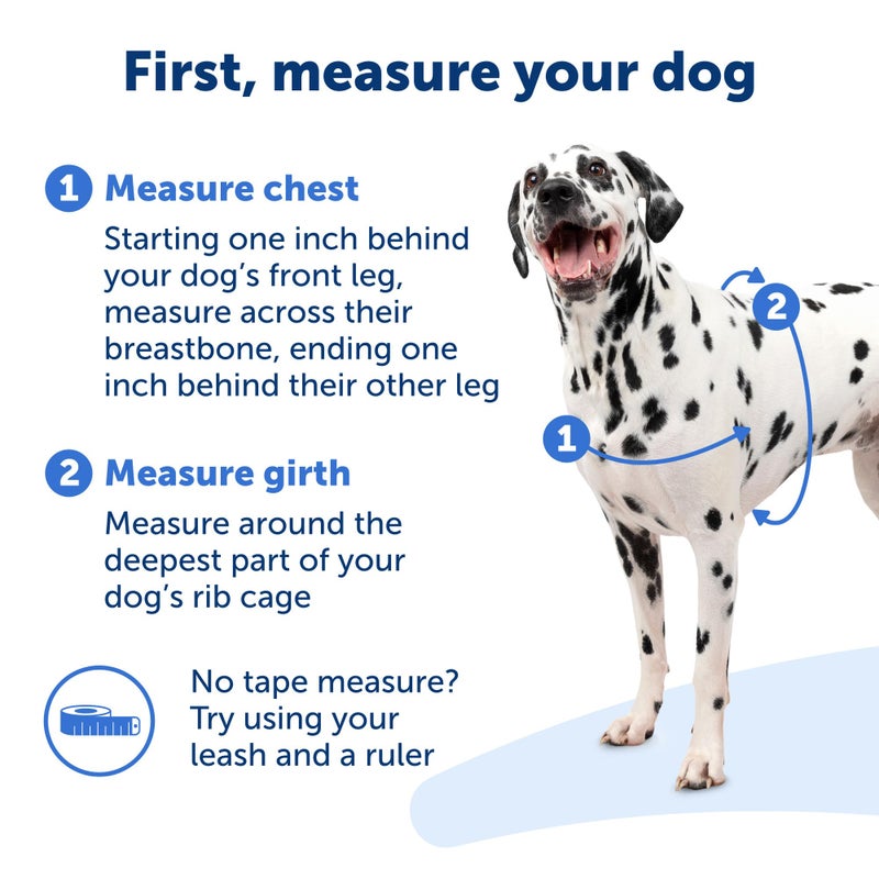 PetSafe Easy Walk Harness for Dogs - Pull-Free Walks - Patented Martingale Loop Design - Front Chest Leash Attachment - Comfort Straps - Breathable Harness Design - Medium, Teal/Gray - Image 4