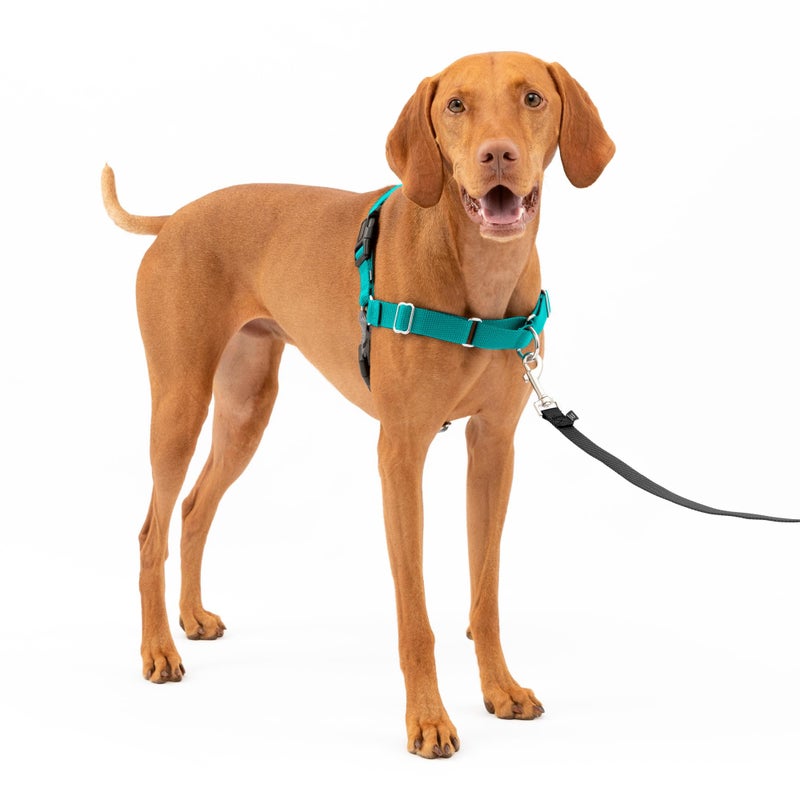 PetSafe Easy Walk Harness for Dogs - Pull-Free Walks - Patented Martingale Loop Design - Front Chest Leash Attachment - Comfort Straps - Breathable Harness Design - Medium, Teal/Gray - Image 1