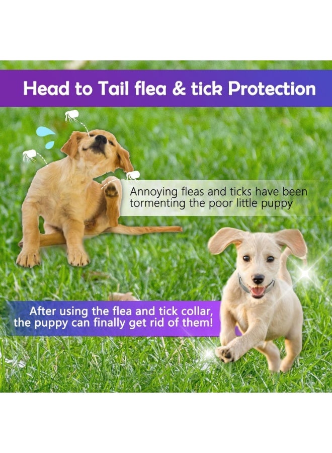 طوق طارد للبراغيث والقراد للكلاب مقاس 25 إنش قابل للتعديل | حماية حتى 8 أشهر | طوق بتركيبة تعتمد على مكونات طبيعية للكلاب وبعض الحيوانات الأليفة الصغيرة - Image 4