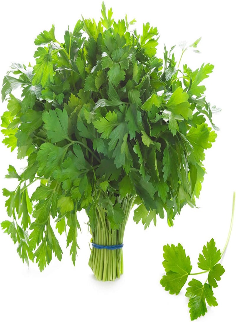 GGOOT 100Pcs/Bag Parsley seeds Rich in Easy Care Fragrant Parsley Dark Green Flat Leaf seeds Perfect for Home Yards Parsley seeds - Image 3