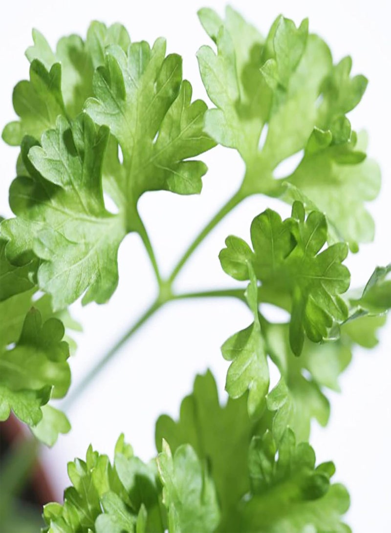 GGOOT 100Pcs/Bag Parsley seeds Rich in Easy Care Fragrant Parsley Dark Green Flat Leaf seeds Perfect for Home Yards Parsley seeds - Image 4