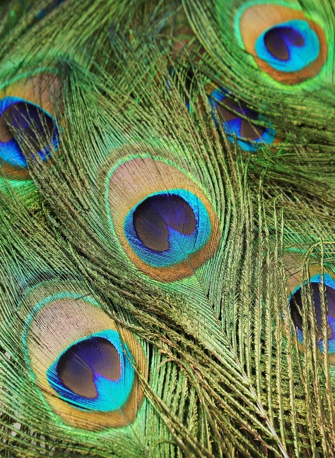 iHUFeather 10PCS Real Natural Peacock Eye Feathers 10-12 inch for DIY Craft,Floral Arrangements,Wedding,Home and Party Decorations Feathers,Natural - Image 4