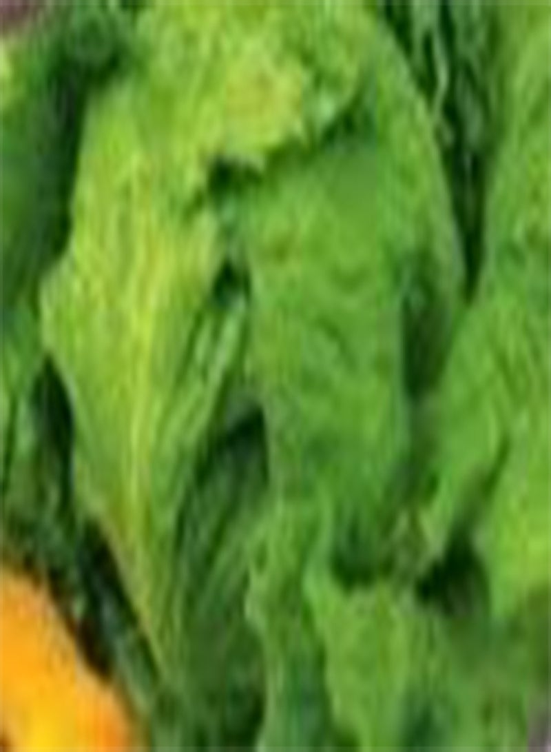 GGOOT Seeds of Vegetable Lettuce Webbs Wonderful