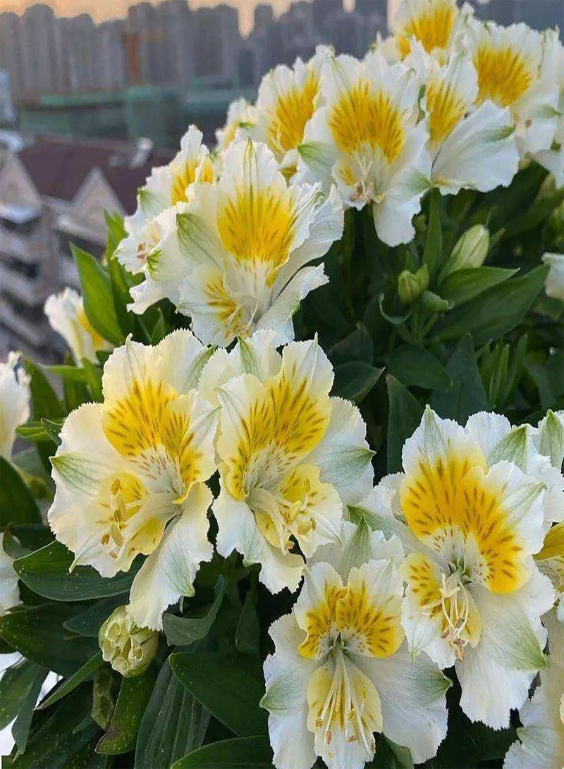 جي جوت بذور زهور ملونة مختلطة، 100 قطعة/كيس، بذور نباتات طبيعية للتخزين طويل الأمد، بذور زهور ملونة مختلطة خفيفة الوزن للزراعة، مزيج الألوان - Image 4