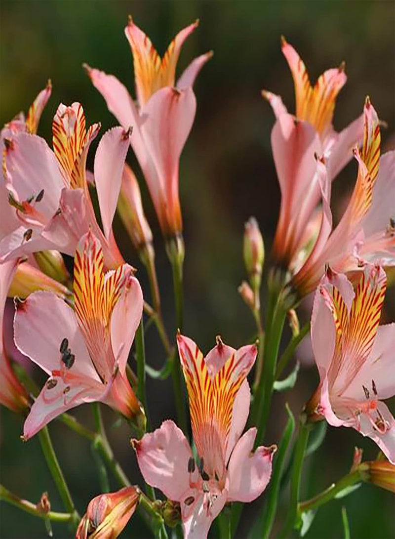 جي جوت بذور زهور ملونة مختلطة، 100 قطعة/كيس، بذور نباتات طبيعية للتخزين طويل الأمد، بذور زهور ملونة مختلطة خفيفة الوزن للزراعة، مزيج الألوان - Image 5