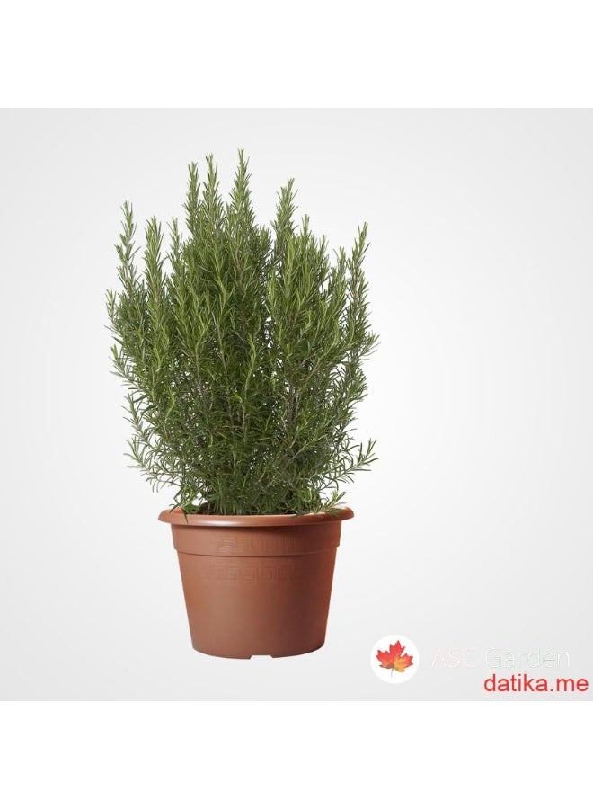 IDEL Indoor Flower Pot Idel Etrusco – Modern Plastic Planter for Home & Office Decor – Lightweight & Durable – Available in 15L, 7.5L, and 4L Sizes - Made in Italy - by Idel - Image 3