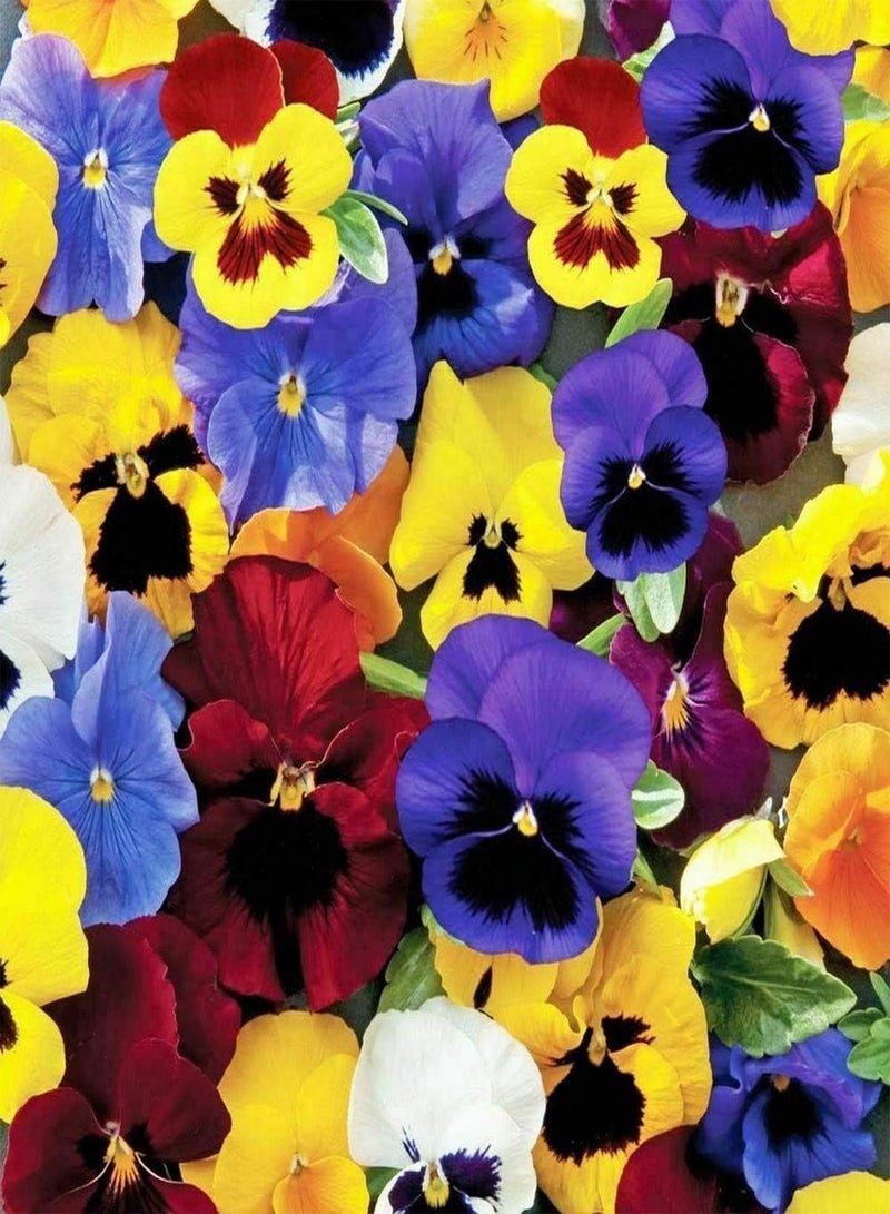 GGOOT 50 Pansy Tempo Mix Seeds - Mixed Colour Pansy Flowers - 50 Seeds 