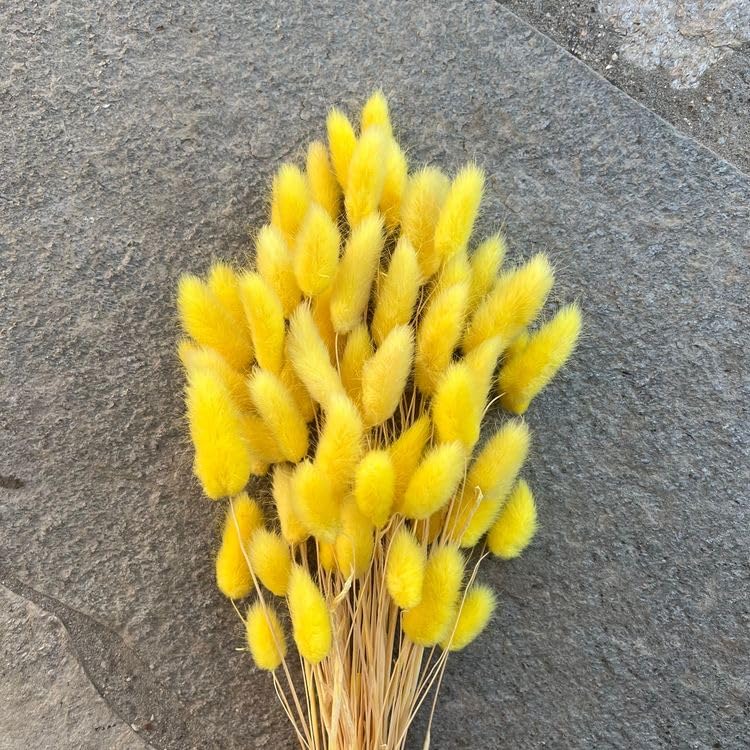 CLOUD INDIA Tail Dried Pampas Grass (50-60 Stems) for Home & Office Decor Natural Dried Pampas Grass, Decoration - Boho, Wedding Flower Arrangement, Home Decor (Yellow) - Image 1