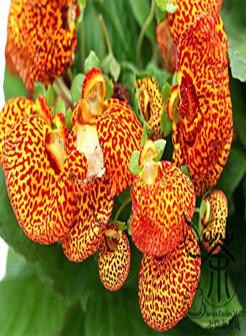 GGOOT Pocketbook Plant Calceolaria Crenatiflora Seeds 60pcs, Bright Color Lady's Purse Flower Seeds, Exotic Pouch Slipper Flower Seeds - Image 2