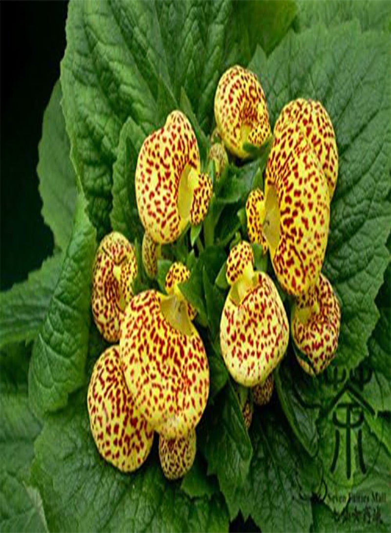 GGOOT Pocketbook Plant Calceolaria Crenatiflora Seeds 60pcs, Bright Color Lady's Purse Flower Seeds, Exotic Pouch Slipper Flower Seeds - Image 4