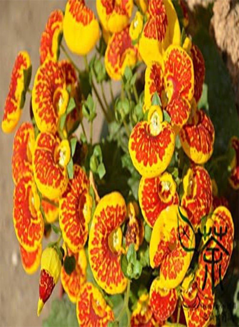 GGOOT Pocketbook Plant Calceolaria Crenatiflora Seeds 60pcs, Bright Color Lady's Purse Flower Seeds, Exotic Pouch Slipper Flower Seeds - Image 3