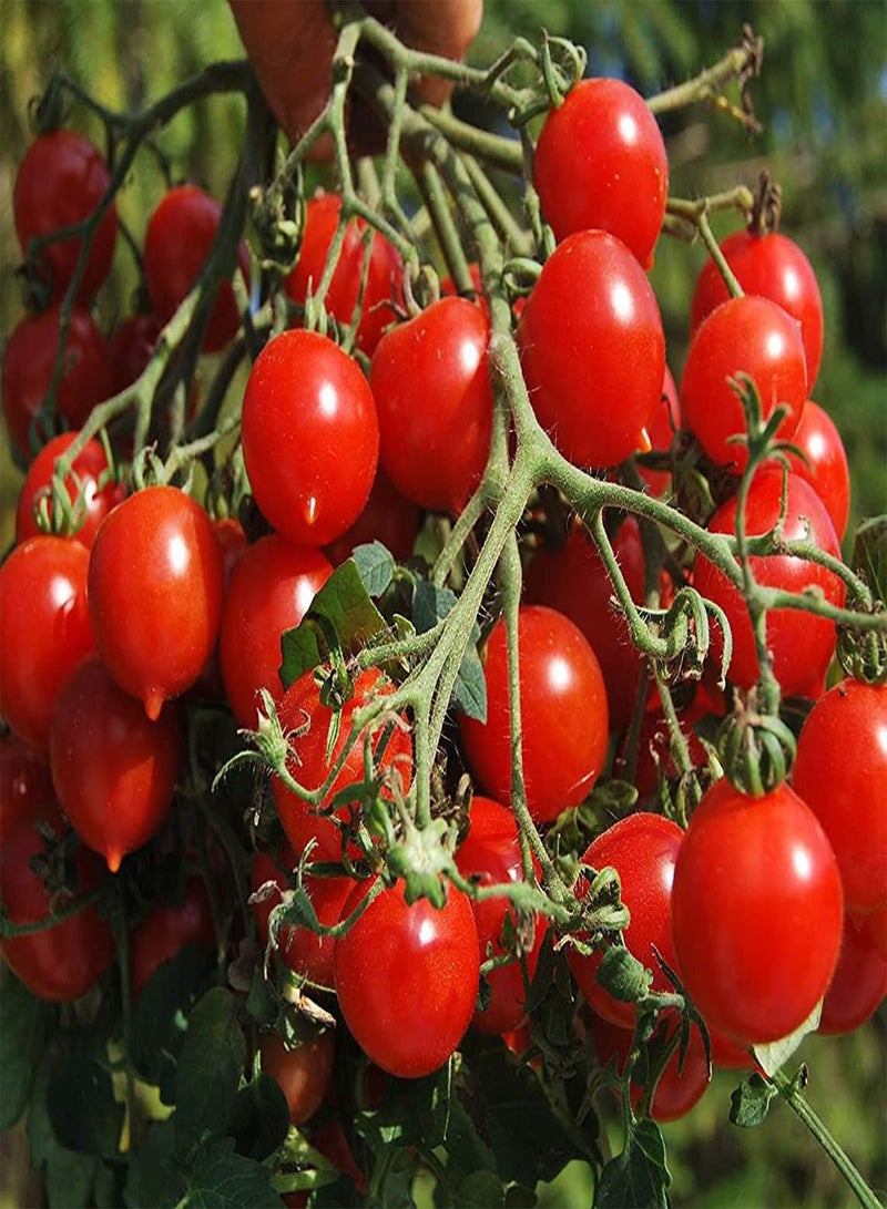 GGOOT 200Stück Tomatensamen Garten Hof Pflanzen niedlich saftig Gartenarbeit auswählen genießen Freude Ernte notwendige Vielfalt bringen Erfolgserlebnisse - Image 1